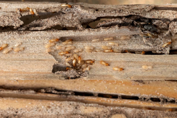Best Flea Control Services  in Connell, WA